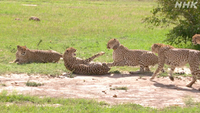 チーター 動物 は 他のネコ科みたいに猫パンチや爪引っ掻きなどはできな Yahoo 知恵袋