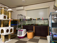 ネコを飼ってる人ってどれぐらいの広さの部屋で飼ってますか 独 Yahoo 知恵袋