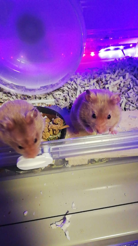 ジャンガリアンハムスター2匹(生後1ヶ月ちょっと)飼っています
