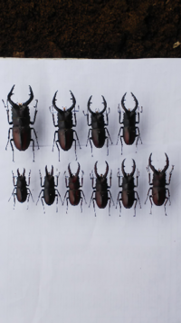 クワガタ カブトムシの標本に詳しい方にお聞きしたいのですが 死んだクワガタを Yahoo 知恵袋