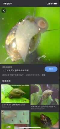 メダカを飼い始めて１ヶ月くらいです とても小さなタニシのような貝が最 Yahoo 知恵袋