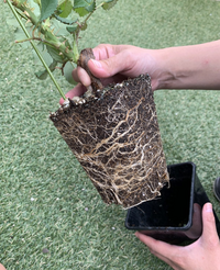 バラの移植はこの時期 10月中旬頃 でもできますか 冬まで待つ待 Yahoo 知恵袋