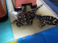 サラマンダーを飼育されてる方 23センチ位のタイガーサラマン Yahoo 知恵袋