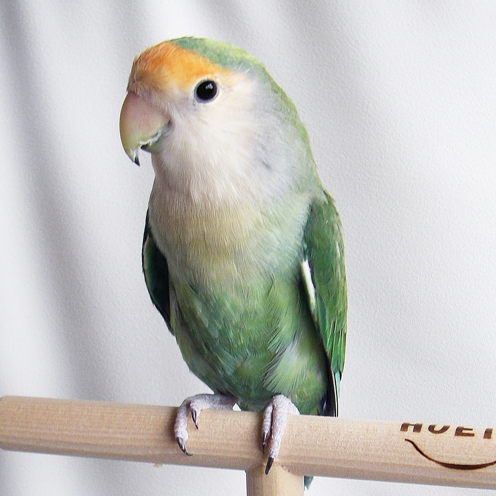 シーグリーンのコザクラインコを飼いたいと思っています！！そこで質問 