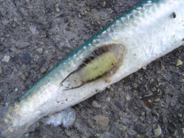 イワシを釣ったんですけど寄生虫がついてました この寄生虫ってなんですか Yahoo 知恵袋