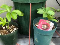 このクリスマスローズは開花見込みありますか それとも数年後で Yahoo 知恵袋