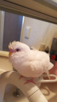 セキセイインコの事で質問です インコが水浴びをした後に Yahoo 知恵袋