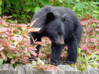 ツキノワグマは 可愛いでしょうか Yahoo 知恵袋