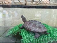 亀を飼っていて必要と聞いてライトと赤外線のを買ったのですが なかなか日光浴を Yahoo 知恵袋