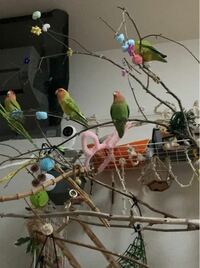 ゜ .゜・*.【芋餡様 専用】 コザクラインコ.*・゜ .゜・*. 柔らかい