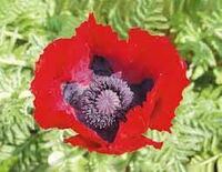 韓国ドラマ「仮面の王イソン」で出てくるチムの花とは正式名等どんな花で... - Yahoo!知恵袋