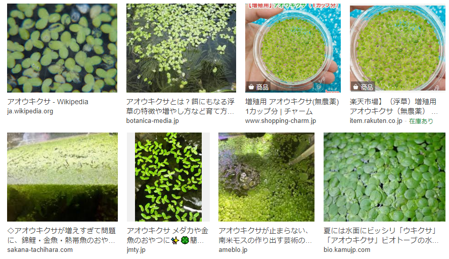 水槽に浮草がプカプカ浮き始めたのですがこれはなんて言う植物ですか Yahoo 知恵袋