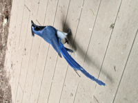 紺色の尾の長い鳥の名前を教えてください この前ペットショップでかっこいい鳥を Yahoo 知恵袋