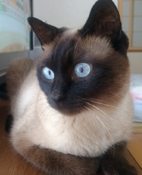 シャム猫につける名前で 何か良い名前ありませんか カタカナよりひ Yahoo 知恵袋