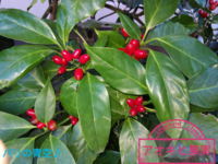 植木について質問があります 北側玄関であまり日があたりませ Yahoo 知恵袋