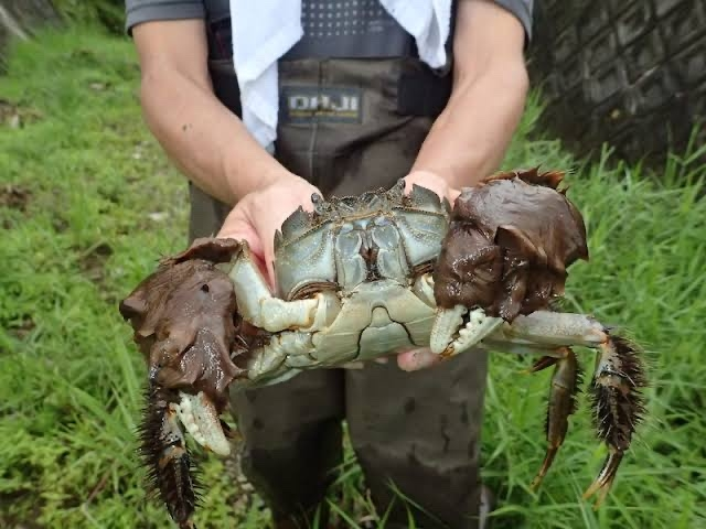 川に続く用水路で子供が捕まえてきたカニです 飼育したいらしいのですが 種 Yahoo 知恵袋