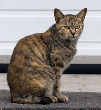 画像の猫の柄は 麦わら猫 でしょうか Yahoo 知恵袋