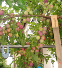 プルーンについて教えて頂きたいです 我が家にはバーバンクとサンプルーンが Yahoo 知恵袋