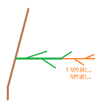 切り戻し剪定と切り返し剪定の違いを分かりやすく教えてください Yahoo 知恵袋