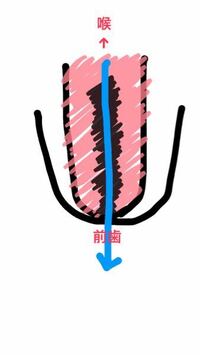 皆さん サ行 を発音する時 舌はどこにつけますか 私は滑舌が悪くサ行 Yahoo 知恵袋