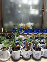 ダイソーで買った観葉植物の育て方や管理の仕方が知りたいです ご Yahoo 知恵袋