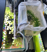 メダカの稚魚なんですけど グリーンウォーターで育ててたんですけど上手 Yahoo 知恵袋