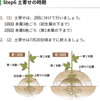 黒大豆を栽培しだしましたが 直射日光を浴びると曲がるのでしょうか Yahoo 知恵袋