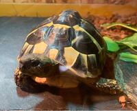 海亀に似た小さい亀はいませんか 海亀が好きなのですが 流石に Yahoo 知恵袋