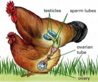 鳥 できればニワトリ の精子はどこから出てるのか教えて下さい 色 Yahoo 知恵袋