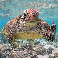 ポプテピピック以外で中指立てるキャラ教えてください 究極超人 Yahoo 知恵袋