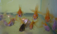 金魚はあくびしますか 金魚は結構吸引力が強く口を大きく開けてなんでも取り Yahoo 知恵袋