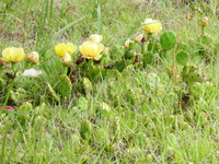 ウチワサボテンはいつ頃に花を咲かせ 実をつけますか うちの地 Yahoo 知恵袋