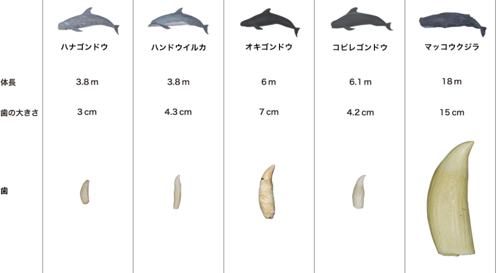 こちらがシャチの歯であるか教えてください - 大きさは7センチ程です