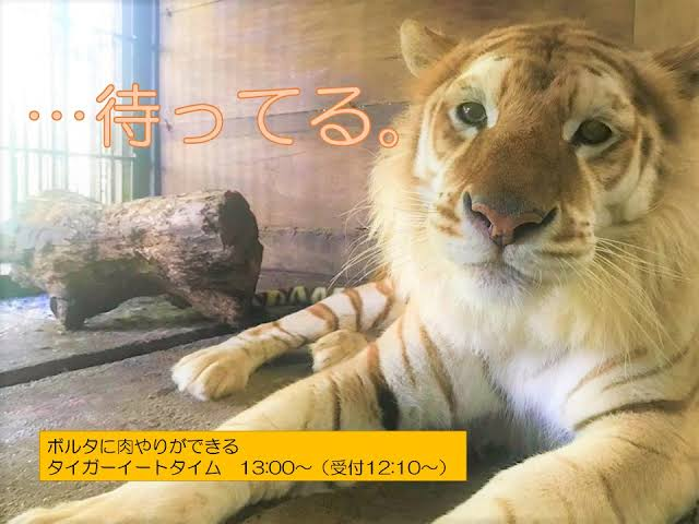 那須サファリパークでトラがスタッフの手首より先を食べちゃったみたいです この Yahoo 知恵袋