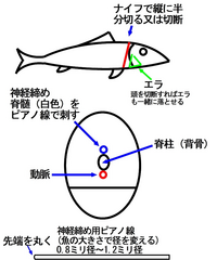 青物を神経じめしなかった場合の痙攣は何分後に起きますか すぐ捌 Yahoo 知恵袋