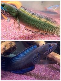 シルバーアロワナベビーについて 夜になるとヒレ 赤く丸してある所が Yahoo 知恵袋