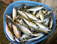サビキ釣りでまずめで1時間当たり60匹ぐらい釣れました周りもそれ Yahoo 知恵袋