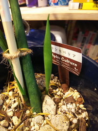 質問です サンセベリアを育てているのですが この冬室内に入れるのを忘れて Yahoo 知恵袋