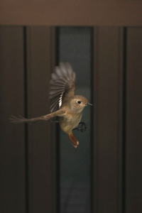 野鳥や飛行機など飛びものの写真はやはり飛んでいるときに限りますか 樹上の鳥 Yahoo 知恵袋