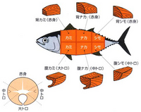 マグロは江戸時代は冷凍技術がなかった為 トロなどは猫も見向き Yahoo 知恵袋