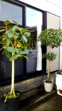 ガジュマルって何年くらいしたら実をならしますか 観葉植物に凝 Yahoo 知恵袋