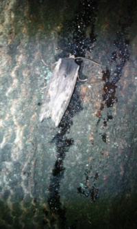 日本国内で 冬場に街灯などに虫が集まる地域はありますか 南の方に Yahoo 知恵袋