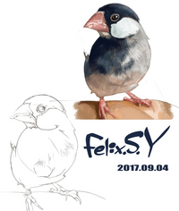 鳥のリアルな絵の描き方を教えて下さい 鳥が好きで 鳥の絵がうまく Yahoo 知恵袋