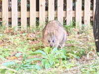 これはなんという動物ですか クオッカワラビーですね 下から見ると笑ってい Yahoo 知恵袋