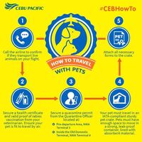 誰か知ってる方いたら教えてください 今年4月に犬を連れフィ Yahoo 知恵袋