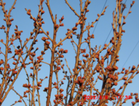 さくらんぼの花芽について 暖地桜桃 さくらんぼ の写真を添付します Yahoo 知恵袋