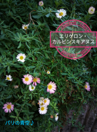 写真の花は何でしょうか 教えていただけますと嬉しいです 3 12大 Yahoo 知恵袋