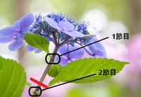 紫陽花の剪定は開花後すぐに行うのがよいと聞いたのですが 基本的にいつ頃で Yahoo 知恵袋