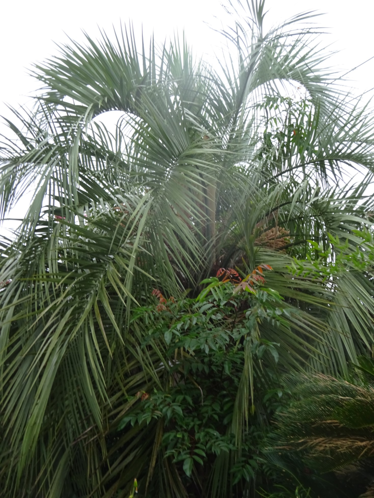 ココスヤシ3m 極太幹】3m40cm ココスヤシ - メルカリ