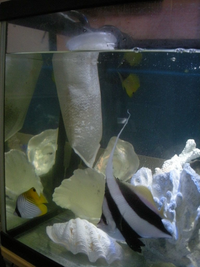 海水水槽の白点病治療についてです カクレクマノミ3ナメラヤッ Yahoo 知恵袋
